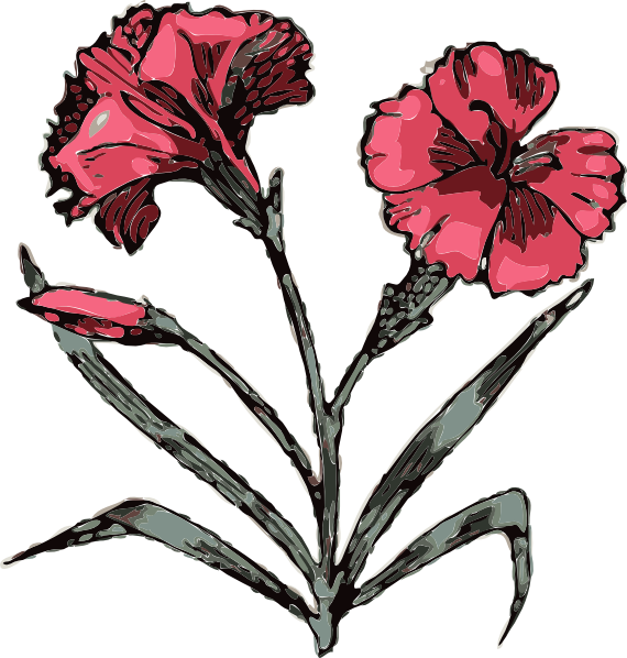 Carnation Flower clip art