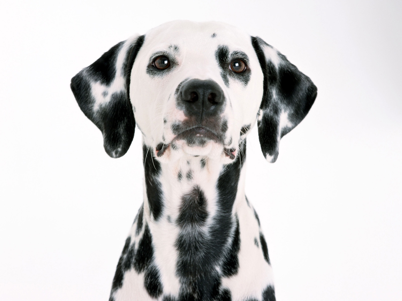 free dalmatian puppies dalmatian wallpaper free images at clker vector clip royalty free dalmatian puppies dalmatian wallpaper free images at clker vector clip royalty