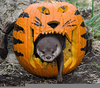 Pumpkin Carving Animals Image