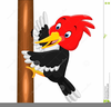 Clipart Woodpecker Image