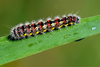 Caterpillar To Butterfly Image