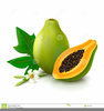 Clipart Papaya Fruit Image