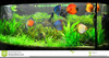 Aquarium Plants Clipart Image