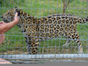 Jaguar Zoo Australia Image