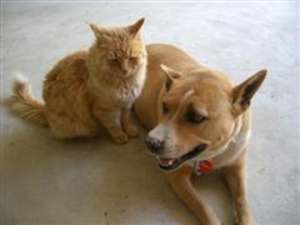 http://www.clker.com/cliparts/f/e/c/5/1366201294875696811dog%20and%20cat%20together-md.png