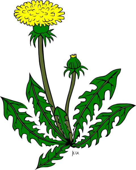 Flower Dandelion clip art