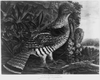 American Pheasant Image