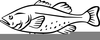 Cod Fish Clipart Image
