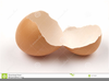 Clipart Egg Shell Image