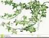 Ivy Leaves Clipart Image