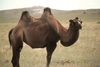 Camel In Mongolia Image