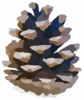 Pinus Nigra Cone Clip Art