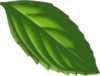 Mint Leaf Clip Art