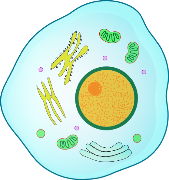 human cell clipart - photo #12
