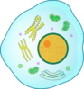 Animal Cell Clip Art