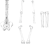 Totetude Skeleton Bones Clip Art