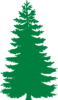 Pine Tree  Clip Art