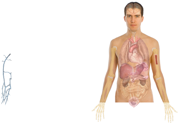 clipart human anatomy - photo #44