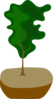 Tree In Pot Clip Art