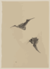 [two Bats Flying] Clip Art