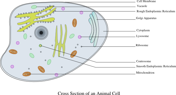 animal cell diagram for kids labeled. Animal Cell Labelled clip art