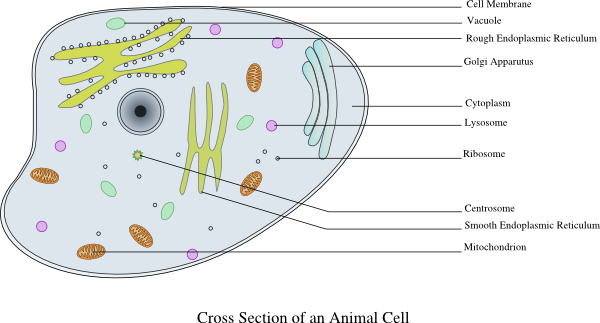 Animal Cell Outline. Animal Cell Labelled clip art