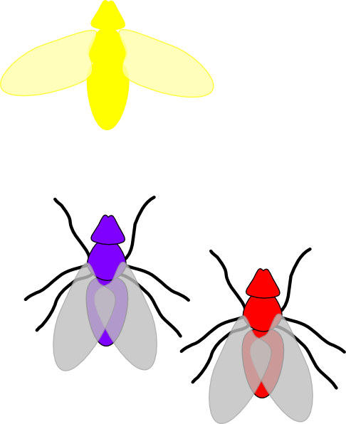 clipart firefly - photo #13