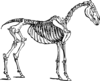 Horse Skeleton Clip Art