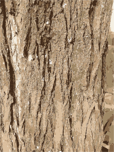 clipart tree bark - photo #4