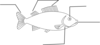 Fish Pre-assessment Clip Art