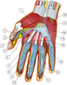 Hand Anatomy Clip Art
