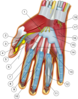 Hand Anatomy Clip Art