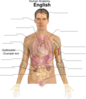 Human Body Anatomy Basics Clip Art