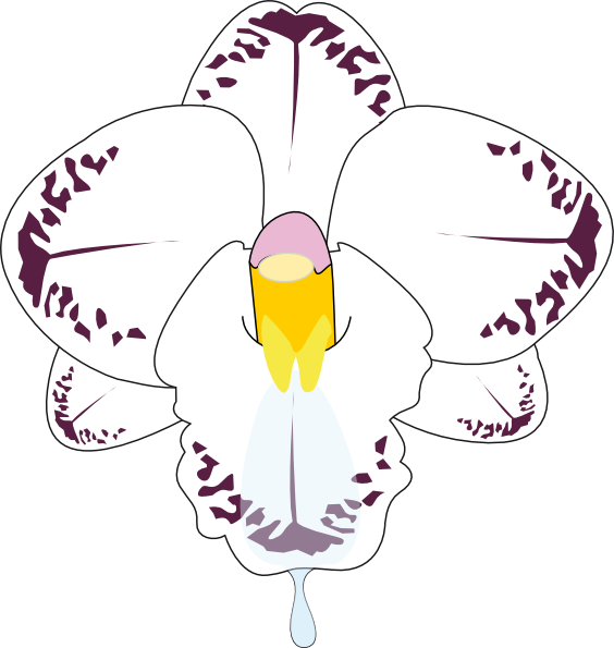 orchid flower clip art free - photo #31