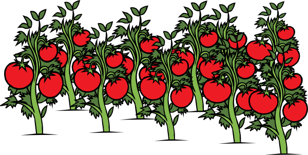 tomato plant clip art - photo #16