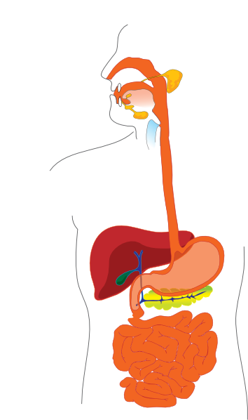 Digestive System Clip Art at Clker.com - vector clip art online