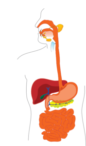 digestive system clipart