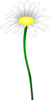 Daisy Clip Art