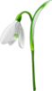 Snowdrop (galanthus Nivalis) Clip Art