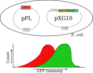 2-plasmid Diagram Clip Art