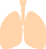 Lung Clear Lung Clip Art