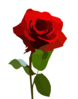 Rose Stock By Breann Clip Art