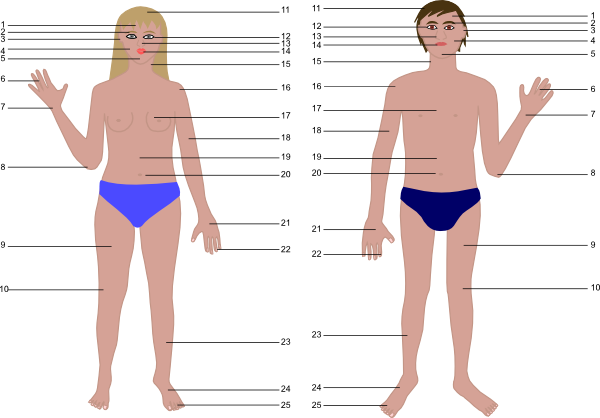 human body parts. Cartoon Human Body Parts