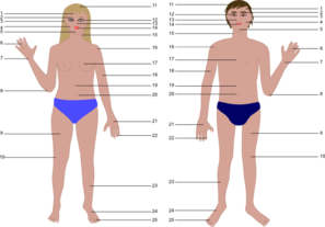 Cartoon Human Body Parts Clip Art at Clker.com - vector clip art online