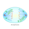 Anaphase Clip Art