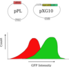 2-plasmid Diagram Clip Art