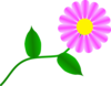 Daisy Fuchsia Clip Art