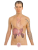 Adult Male Body No Descriptors Clip Art