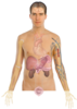 Human Body Anatomy Basics2 Clip Art