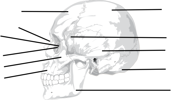 Skull Worksheet Clip Art at Clker.com - vector clip art online, royalty